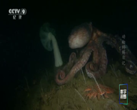 cctv-9 纪录