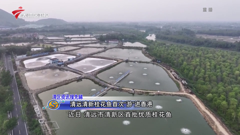 大湾区卫视高清