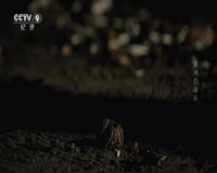 cctv-9 纪录