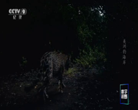 cctv-9 纪录