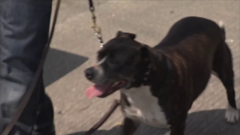 el encantador de perros