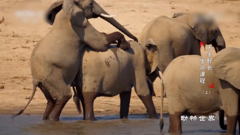 动物世界-领略原始野性