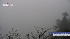 直播中国精编直播