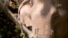 the jack hanna channel