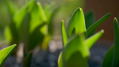 gardening with monty don