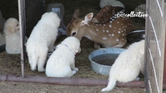 the pet collective international