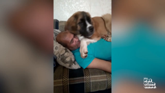 the pet collective international