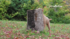 the pet collective international