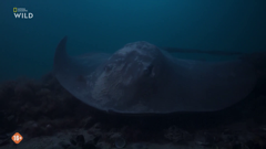 national geographic wild