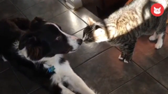 the pet collective international