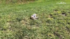 the pet collective international