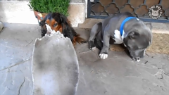 the pet collective international