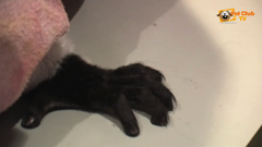 ช่อง pet club