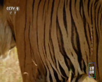 cctv-9 纪录