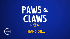 wbtv paws and claws