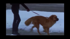 小鬼当家-童年回忆