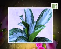 загородная жизнь