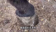 来看修牛蹄
