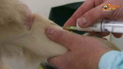 ช่อง pet club