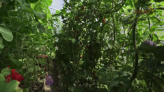 загородный international