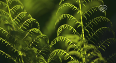 живая природа