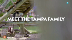 national geographic wild