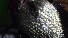 world fishing network