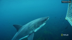 national geographic wild east