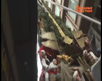 домашние животные