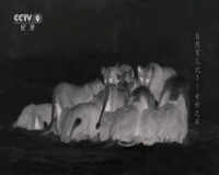 cctv-9 纪录
