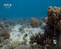 cctv-9 纪录