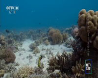 cctv-9 纪录