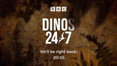 dinos 24/7