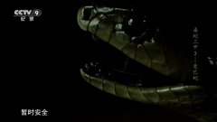 cctv-9纪录