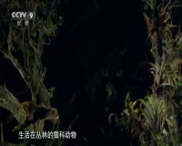cctv-9 纪录