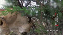 动物世界-领略原始野性